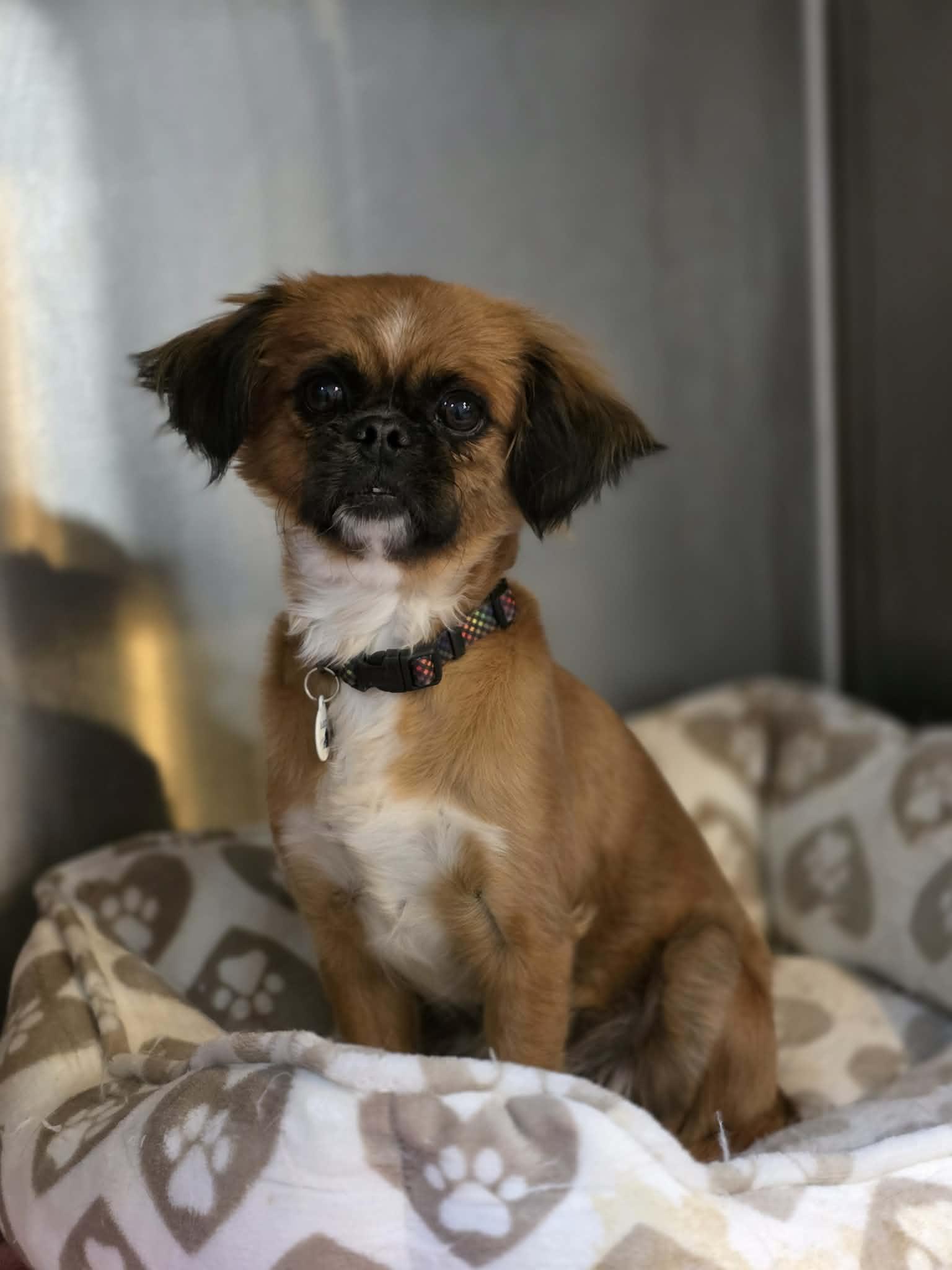 Wallaby, adopted, Young Female Pekingese & Pug.