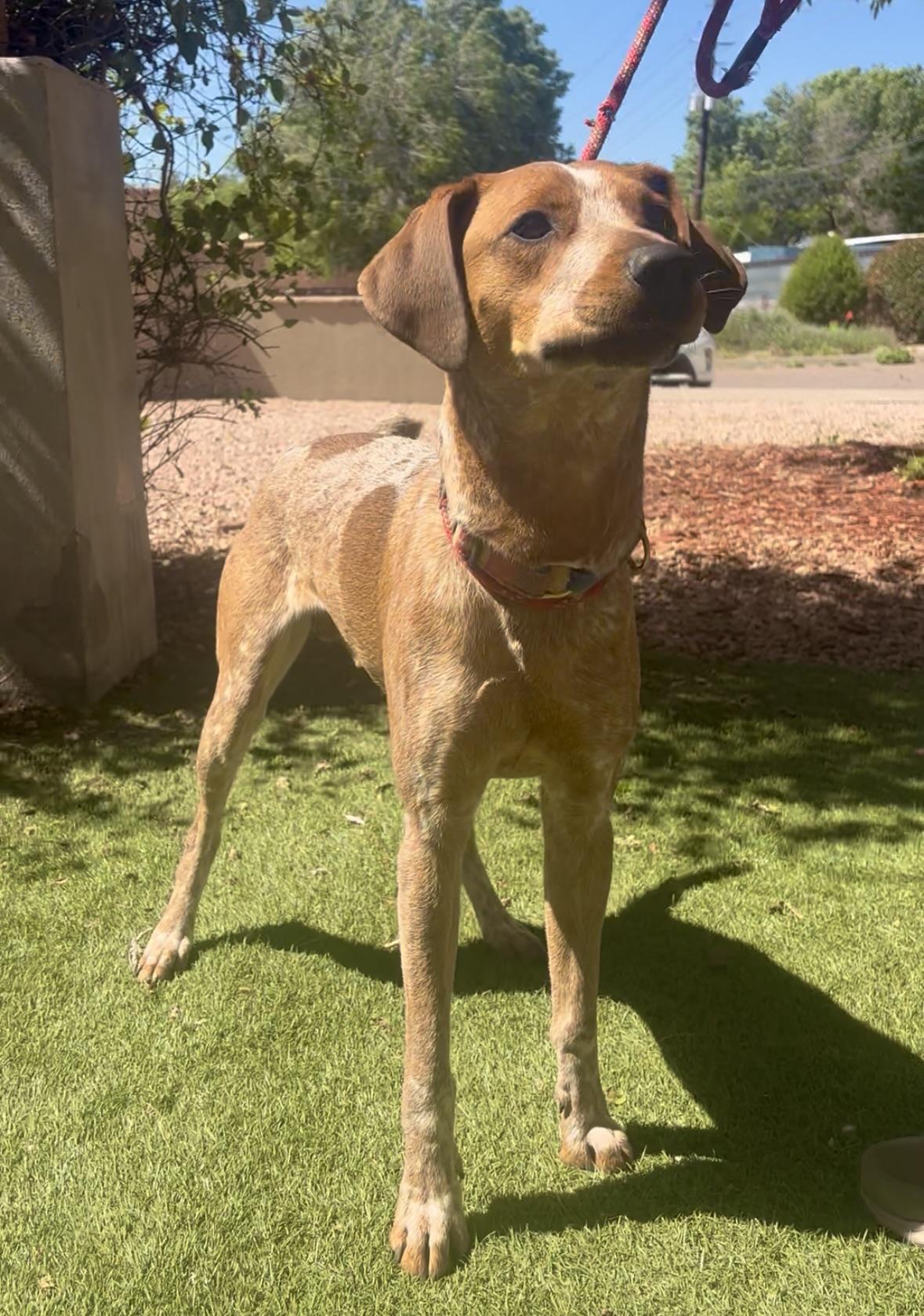 Lefty, a ADOPTABLE mixed breed in Payson, AZ image 1/3