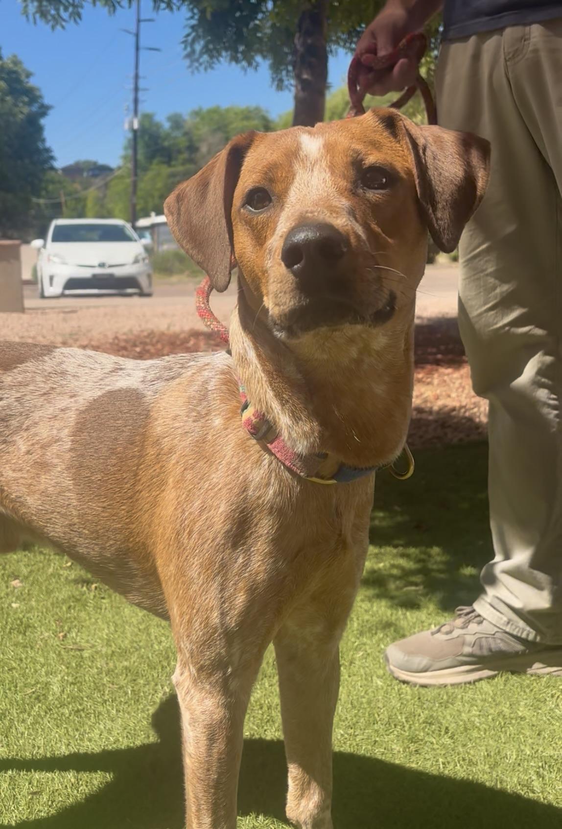 Lefty, a ADOPTABLE mixed breed in Payson, AZ image 3/3