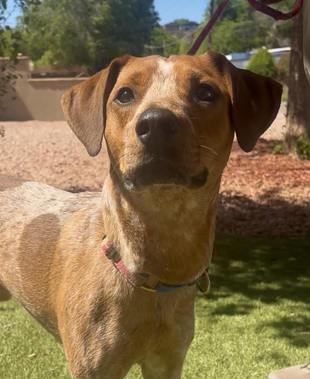 Lefty, a ADOPTABLE mixed breed in Payson, AZ image 2/3