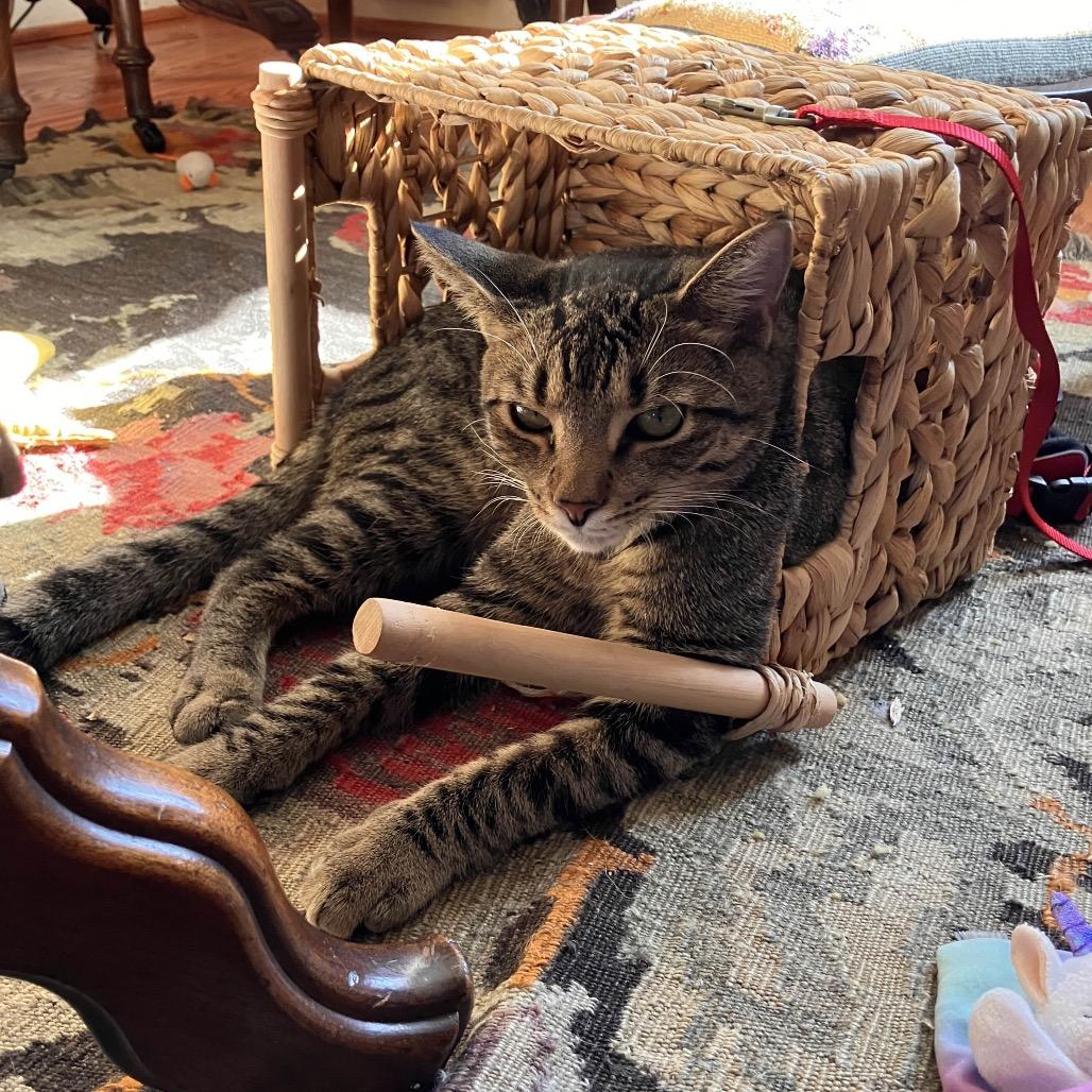 Raspberry, Adoptable, Young Female Domestic Short Hair.