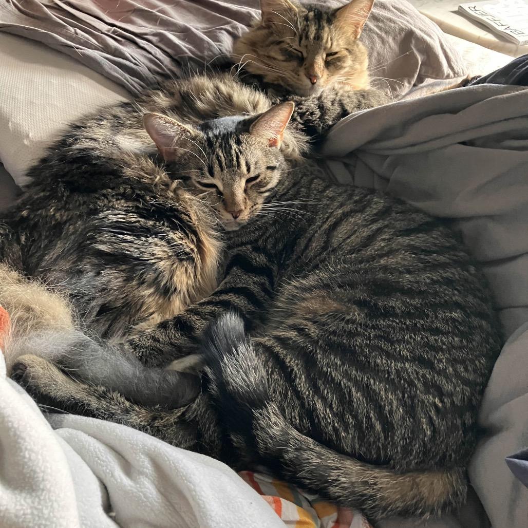 Enlarge Raspberry, a Adoptable Domestic Short Hair in Silver Spring, MD image 2/3