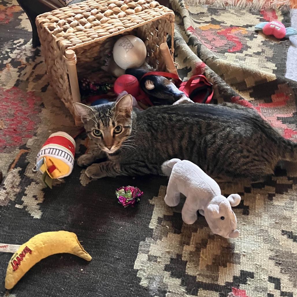 Enlarge Raspberry, a Adoptable Domestic Short Hair in Silver Spring, MD image 3/3