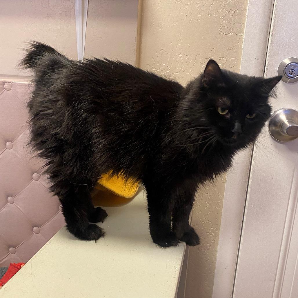 Tanselle, Adoptable, Adult Female Domestic Medium Hair.