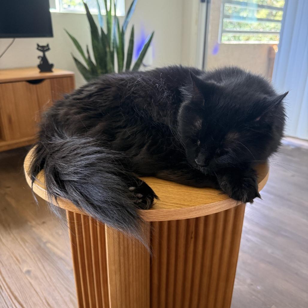 Enlarge Tanselle, a Adoptable Domestic Medium Hair in Tempe, AZ image 2/6