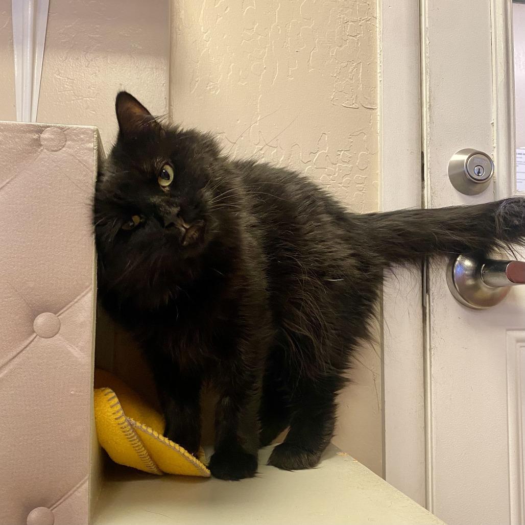 Enlarge Tanselle, a Adoptable Domestic Medium Hair in Tempe, AZ image 3/6