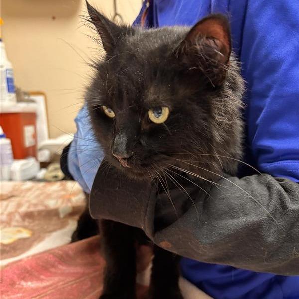 Enlarge Tanselle, a Adoptable Domestic Medium Hair in Tempe, AZ image 4/6