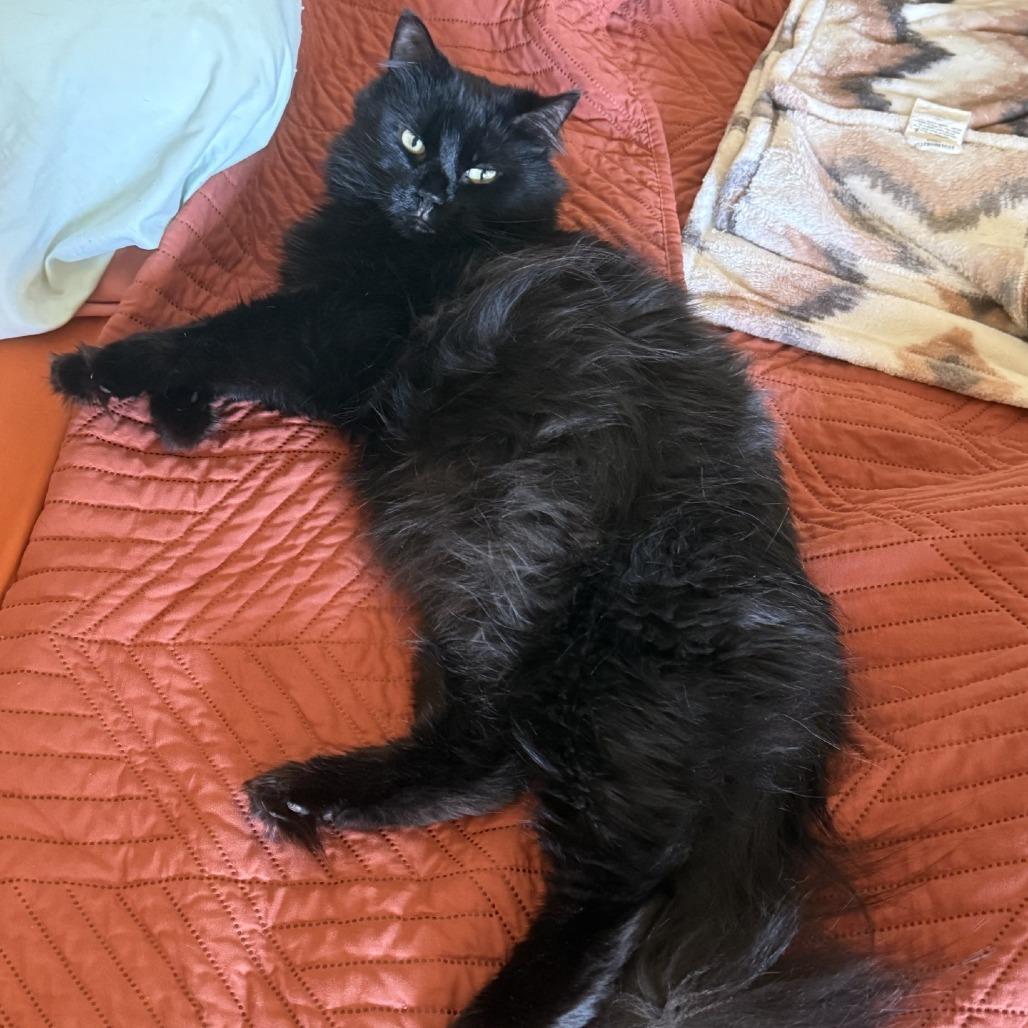 Enlarge Tanselle, a Adoptable Domestic Medium Hair in Tempe, AZ image 5/6