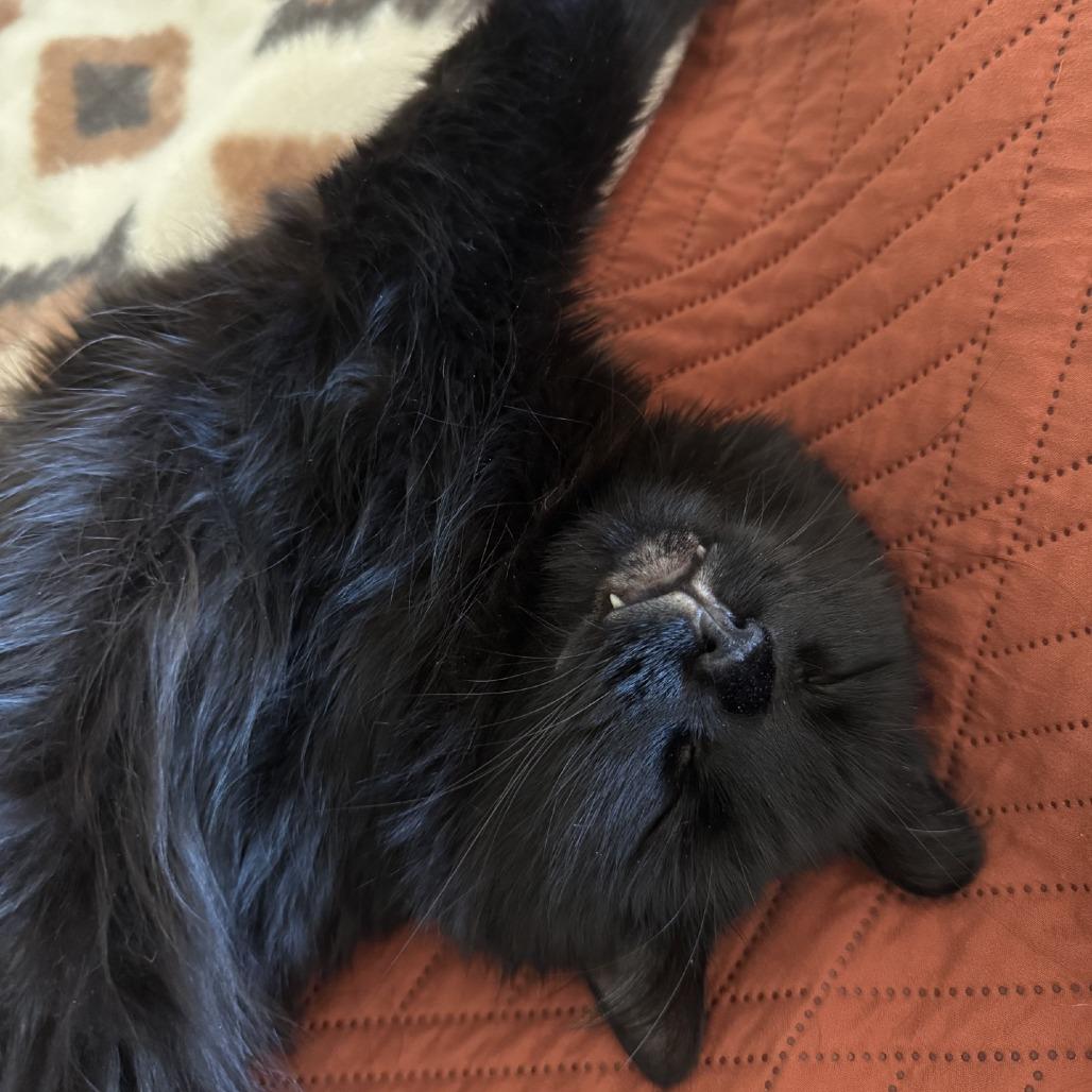 Enlarge Tanselle, a Adoptable Domestic Medium Hair in Tempe, AZ image 6/6