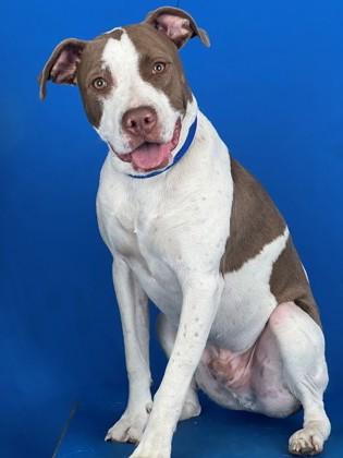 Turtles, Adoptable, Puppy Male Pit Bull Terrier & Mixed Breed.