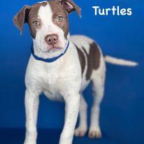 Turtles, Adoptable, Puppy Male Pit Bull Terrier & Mixed Breed.
