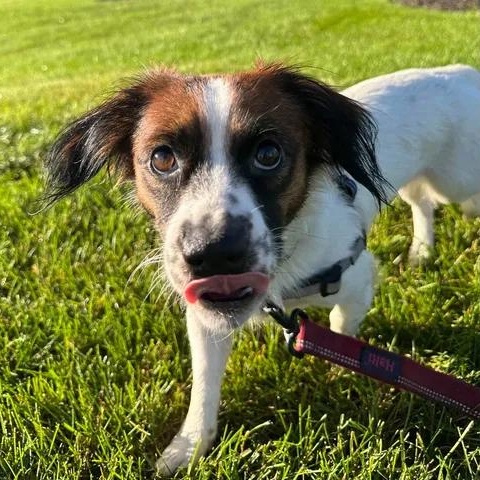 Enlarge LeAnn Rimes, a Adoptable mixed breed in Hartland, WI image 5/6