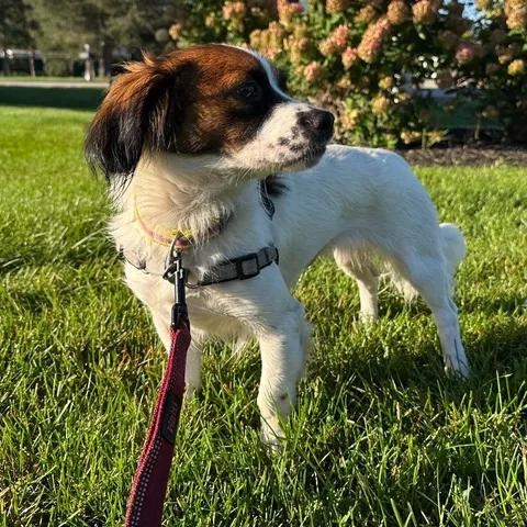 Enlarge LeAnn Rimes, a Adoptable mixed breed in Hartland, WI image 4/6
