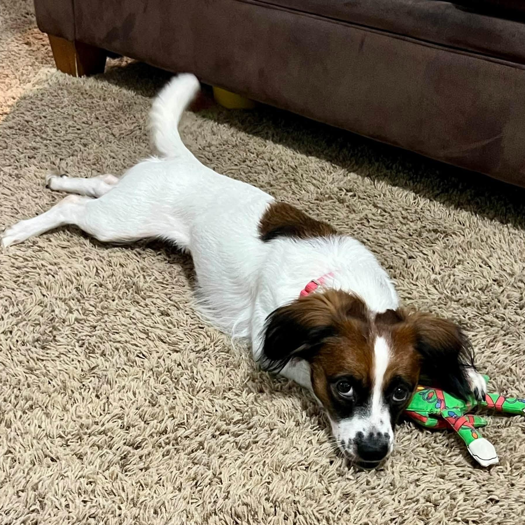 Enlarge LeAnn Rimes, a Adoptable mixed breed in Hartland, WI image 2/6