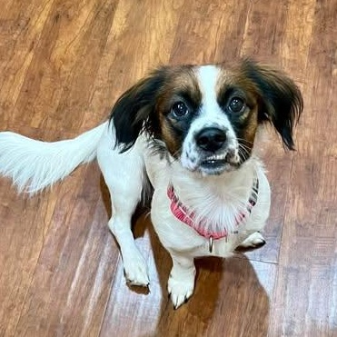Enlarge LeAnn Rimes, a Adoptable mixed breed in Hartland, WI image 3/6