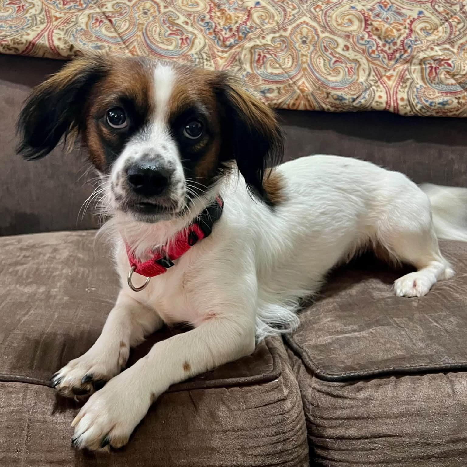 Enlarge LeAnn Rimes, a Adoptable mixed breed in Hartland, WI image 1/6
