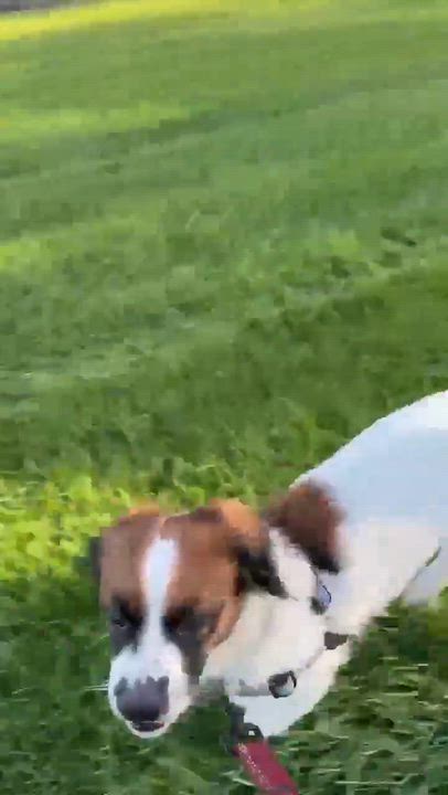 Enlarge LeAnn Rimes, a Adoptable mixed breed in Hartland, WI video 6/6