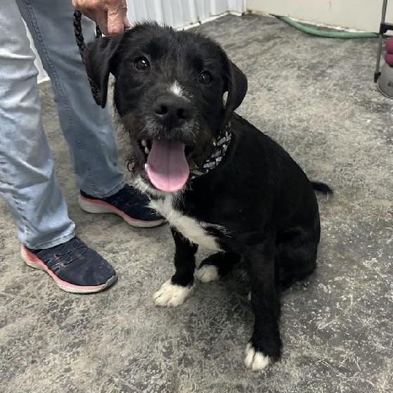 Whiskers thumbnail 2