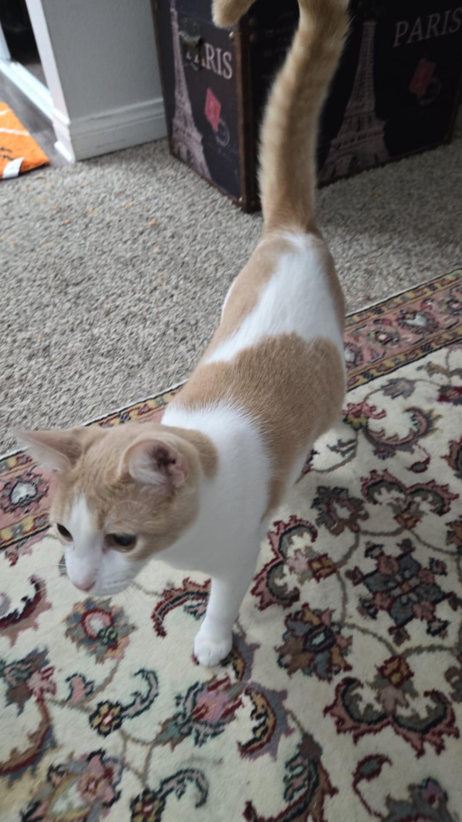 Enlarge Gigio, a Adopted Domestic Short Hair in Santa Ana, CA image 1/6