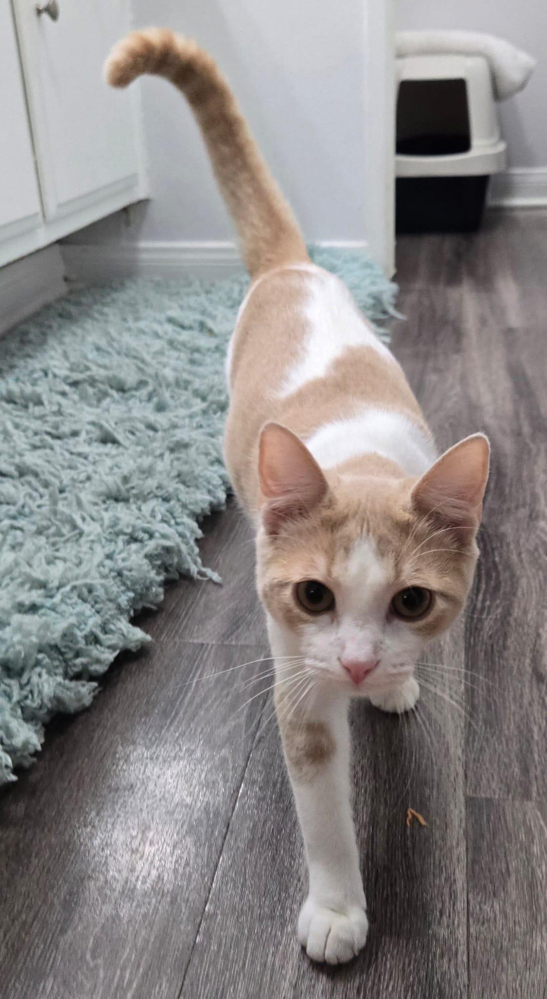 Enlarge Gigio, a Adopted Domestic Short Hair in Santa Ana, CA image 2/6