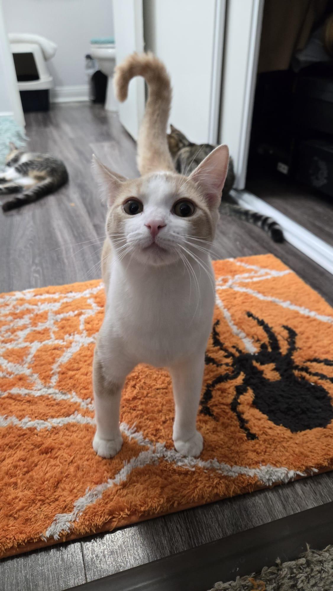 Enlarge Gigio, a Adopted Domestic Short Hair in Santa Ana, CA image 4/6