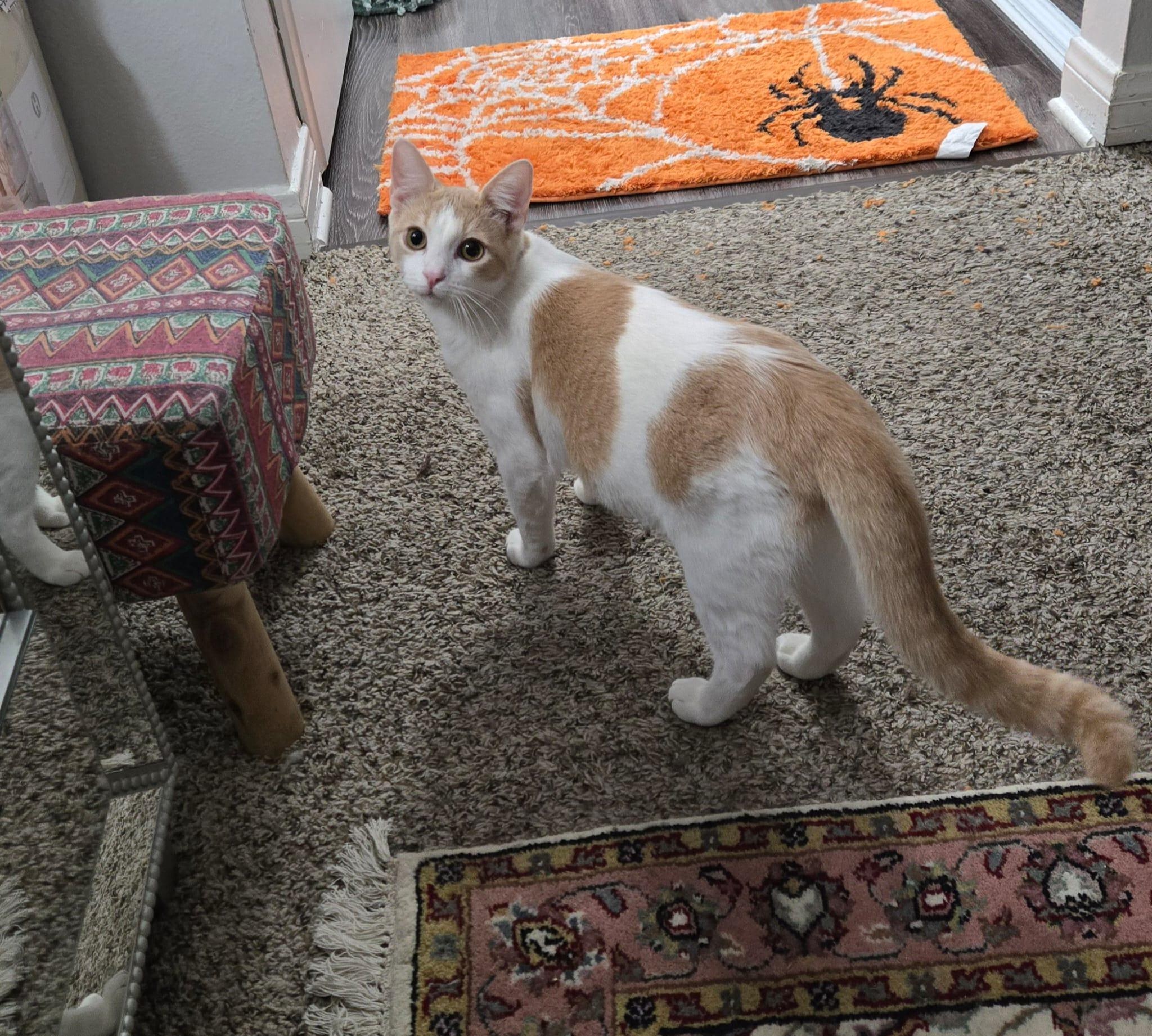 Enlarge Gigio, a Adopted Domestic Short Hair in Santa Ana, CA image 5/6