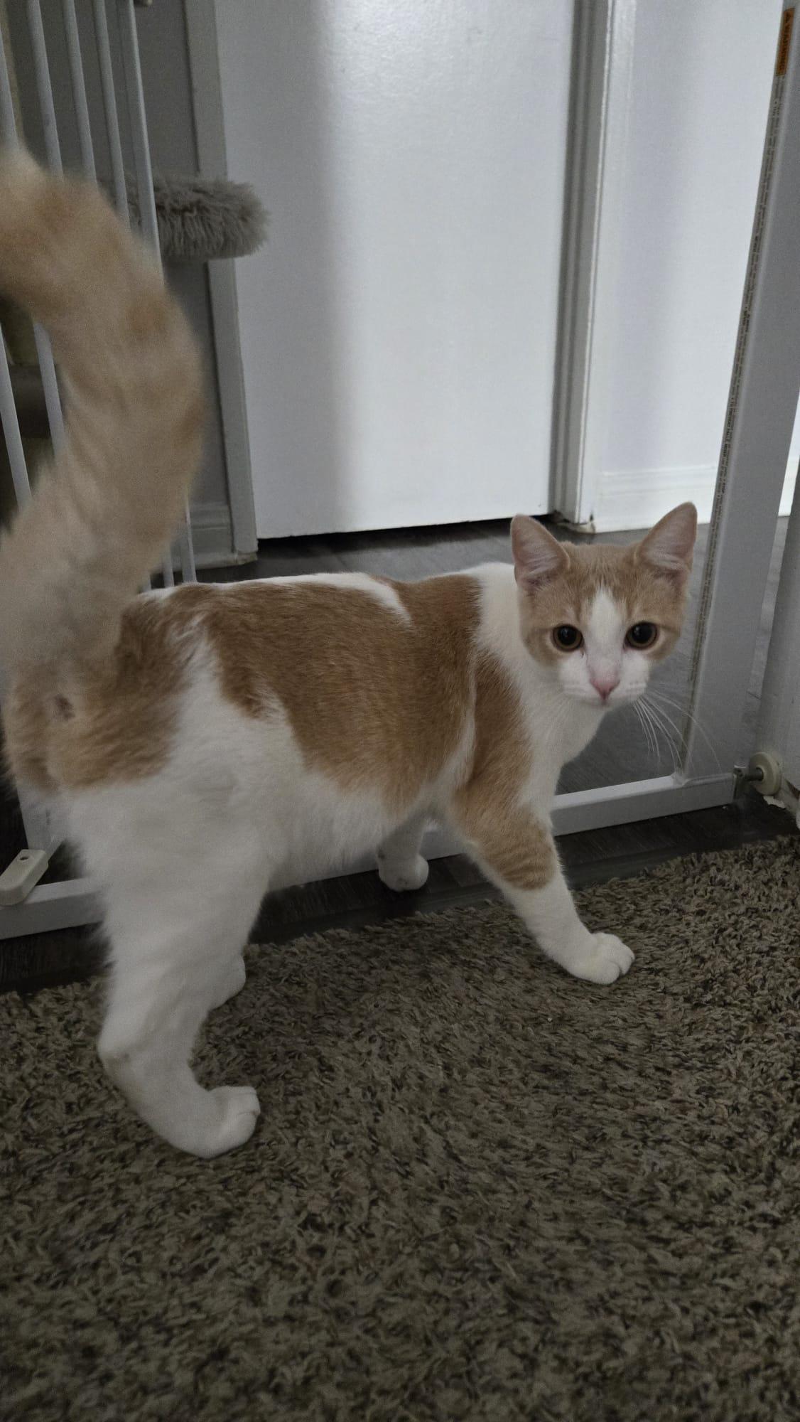 Enlarge Gigio, a Adopted Domestic Short Hair in Santa Ana, CA image 6/6