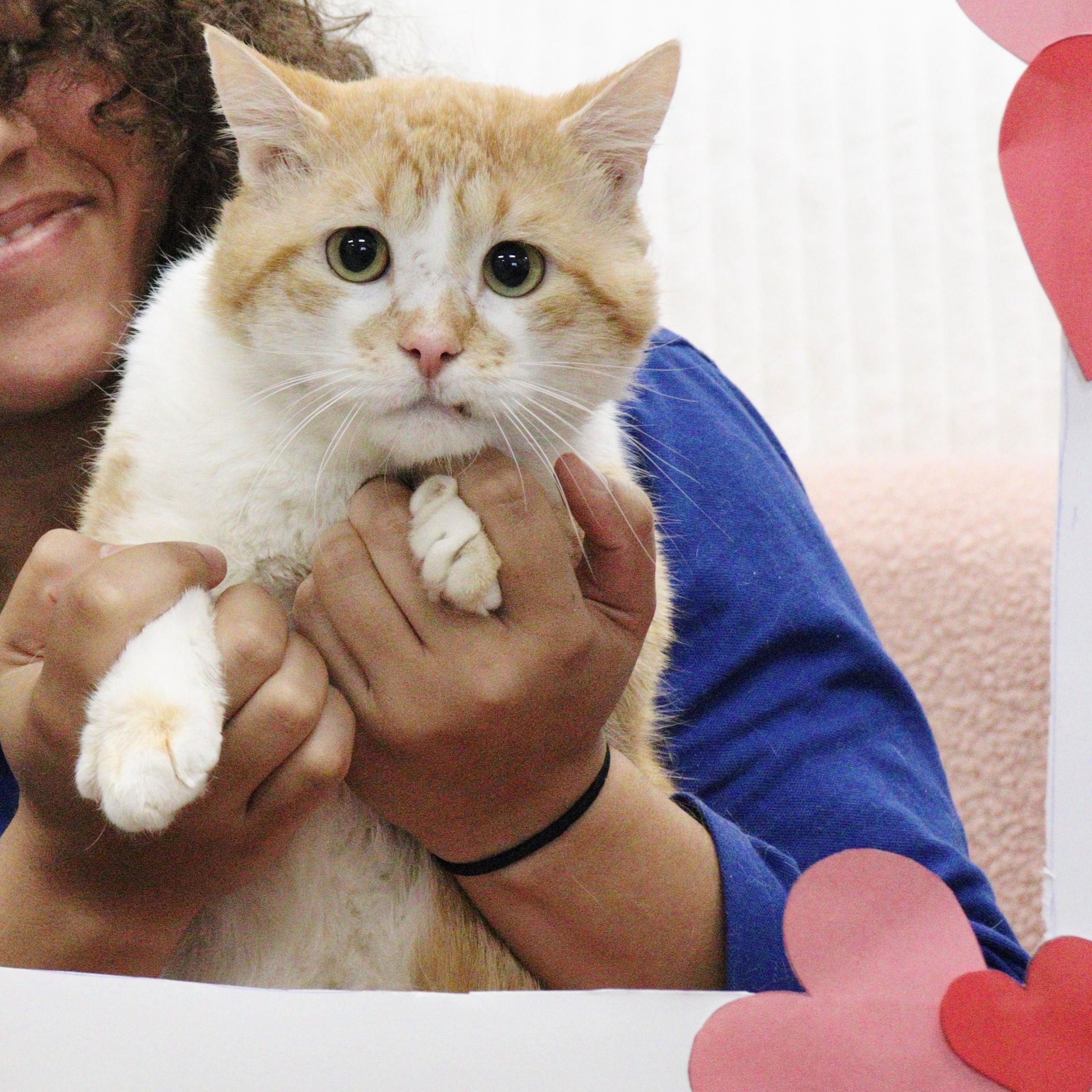 Chester, an adoptable Domestic Short Hair in Collierville, TN image 3/6