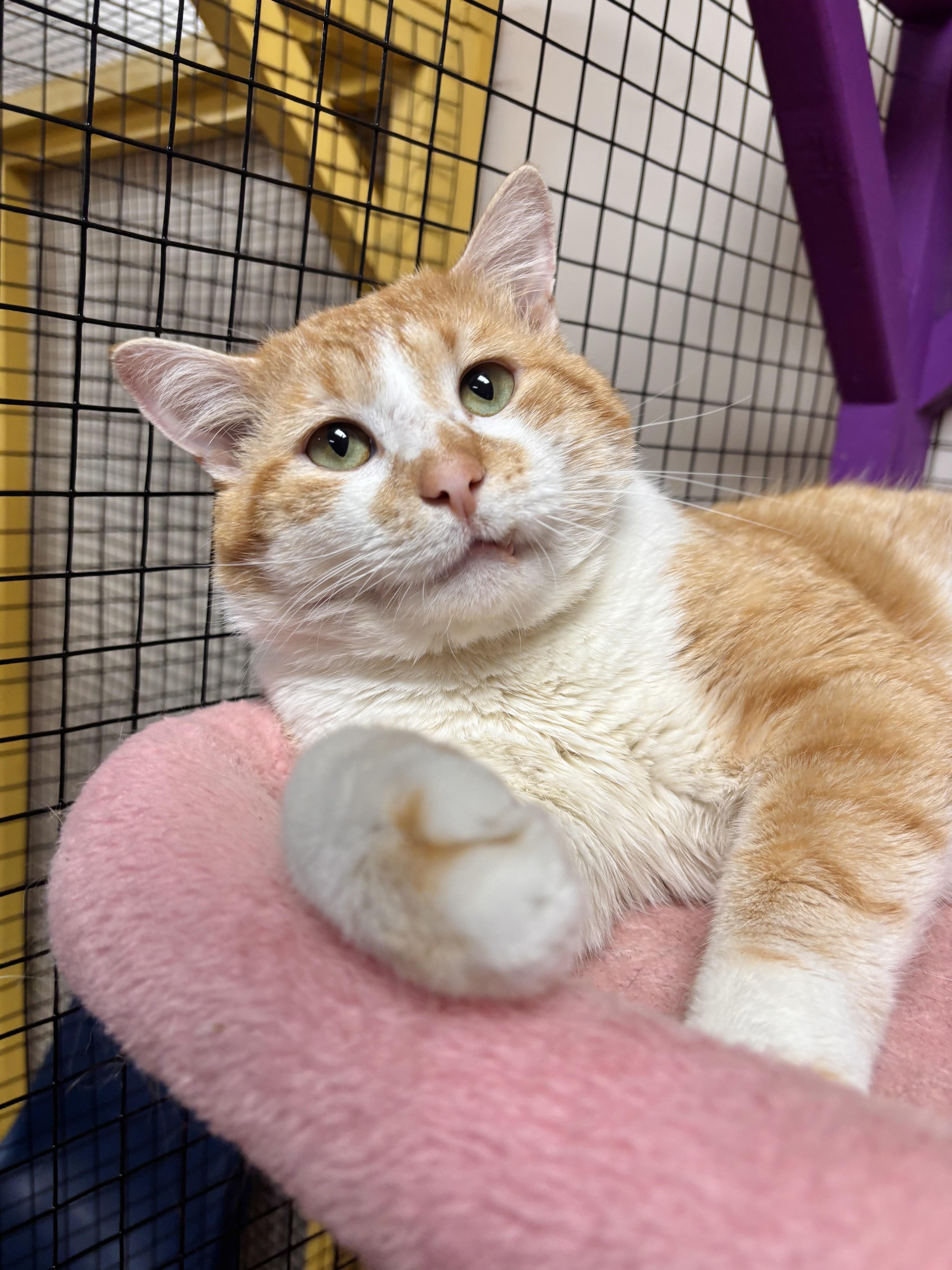 Chester, an adoptable Domestic Short Hair in Collierville, TN image 1/6