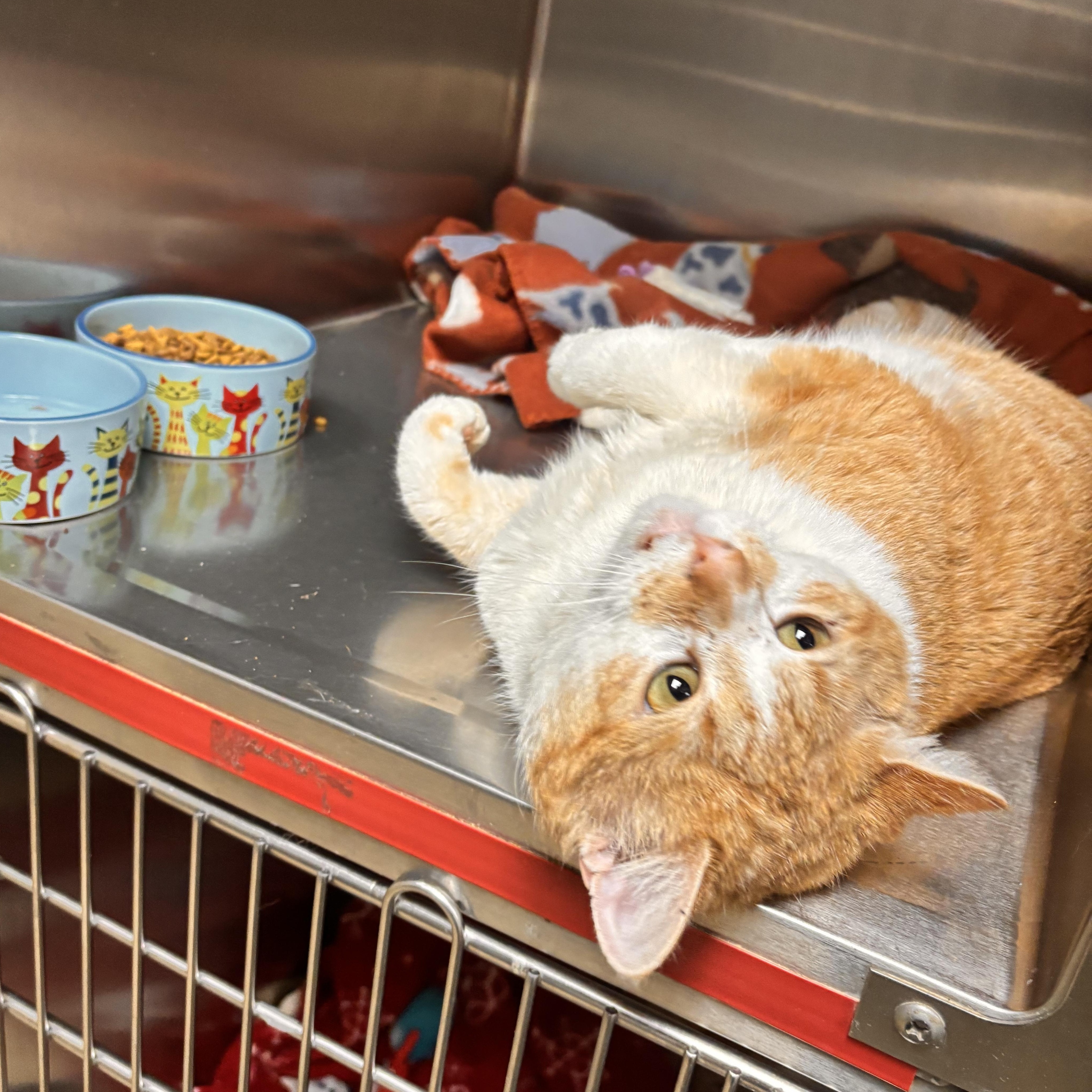 Chester, an adoptable Domestic Short Hair in Collierville, TN image 2/6