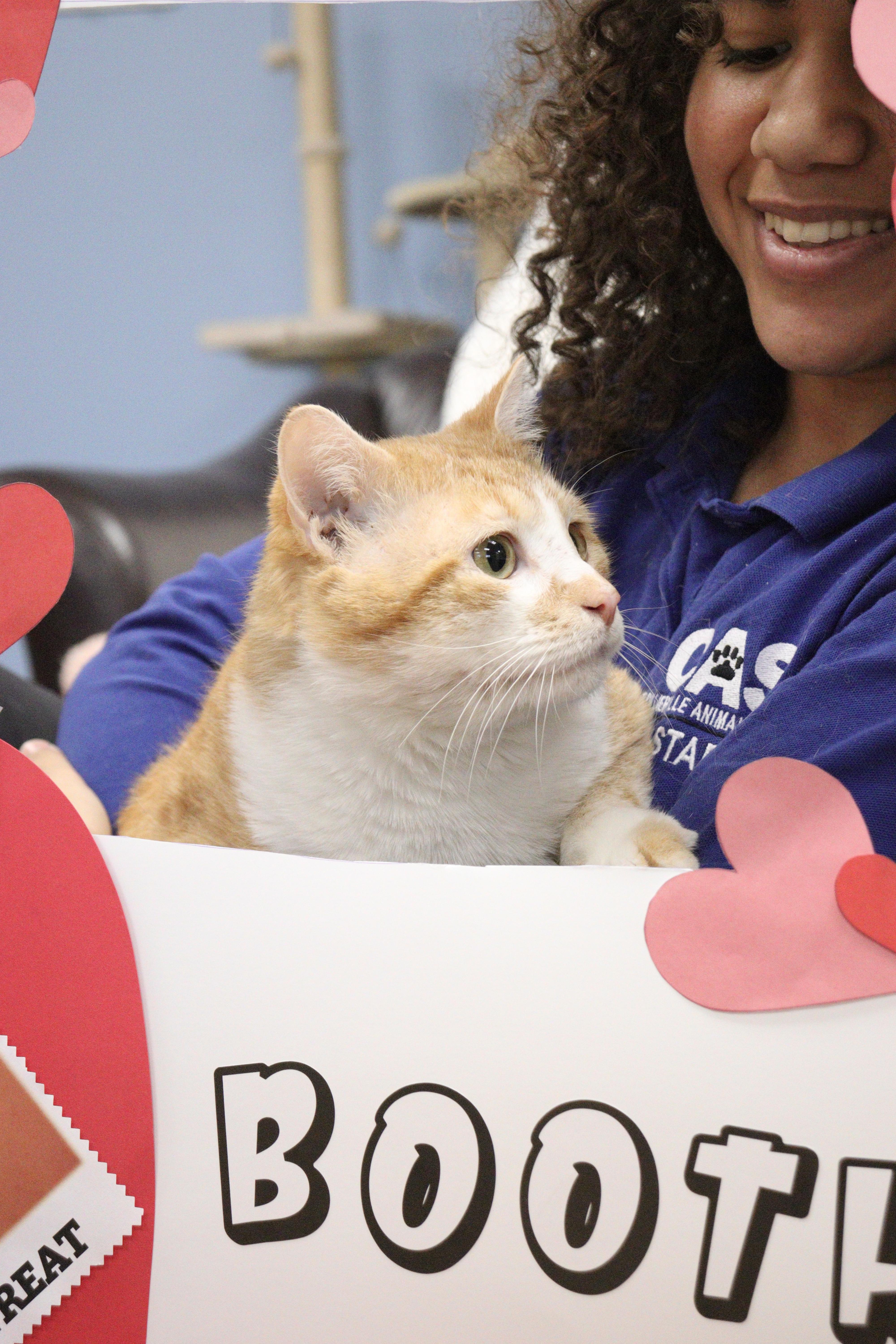 Chester, an adoptable Domestic Short Hair in Collierville, TN image 6/6