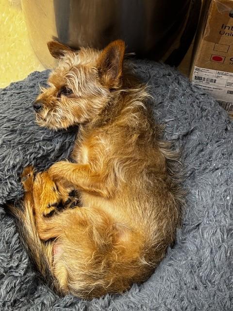 Enlarge King, a ADOPTABLE mixed breed in Ashland, VA image 5/5