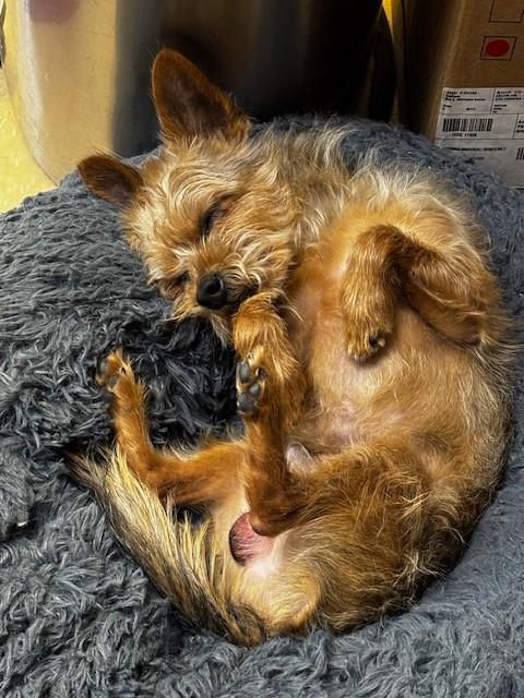 Enlarge King, a ADOPTABLE mixed breed in Ashland, VA image 4/5