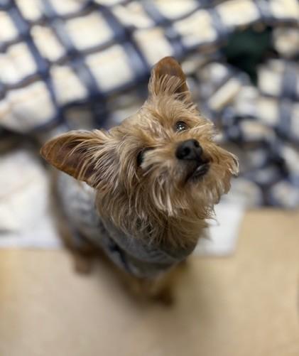 King, ADOPTABLE, Adult Male Terrier.