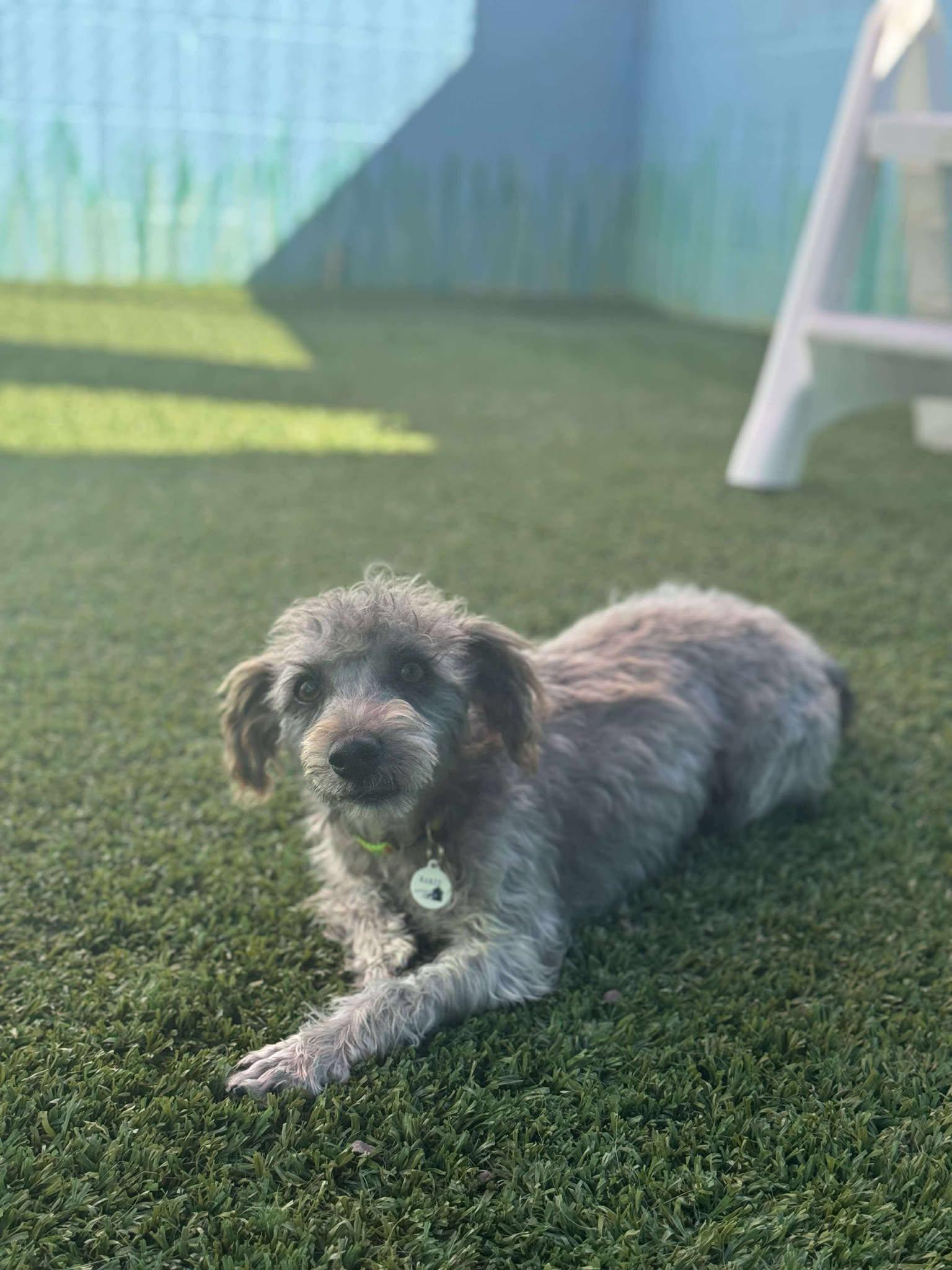 Charm, an adoptable Schnoodle in Phoenix, AZ, 85028 | Photo Image 1