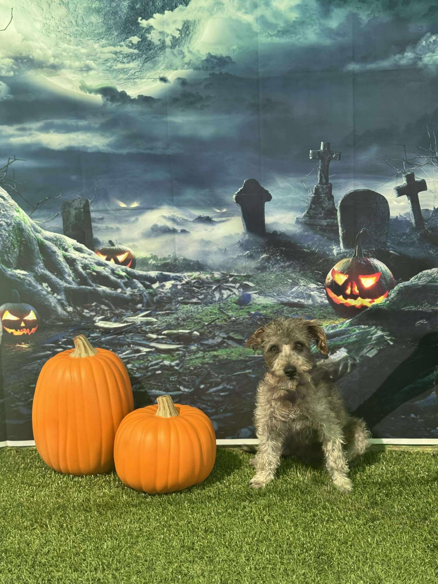 Charm, an adoptable Schnoodle in Phoenix, AZ, 85028 | Photo Image 2