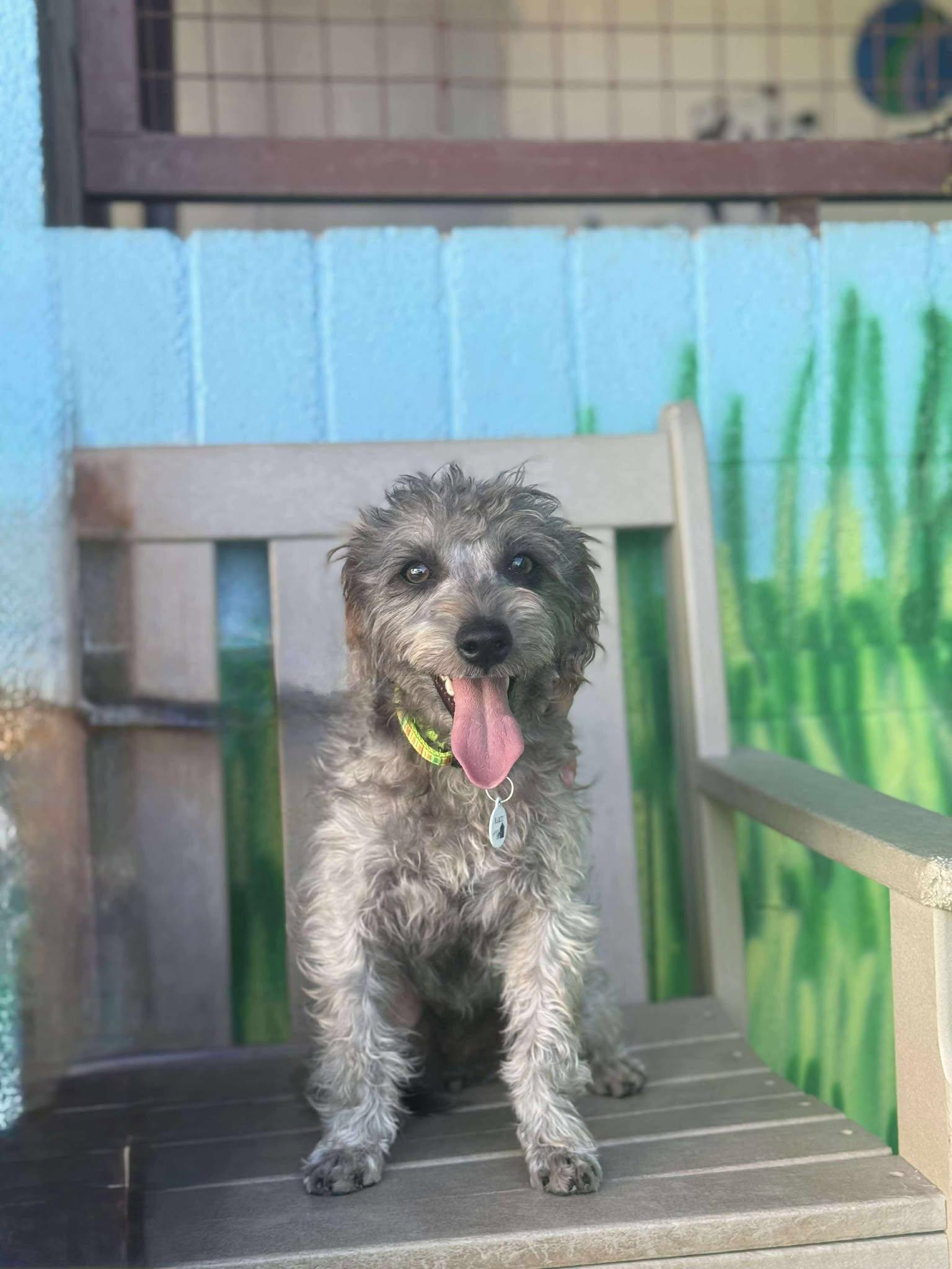 Charm, an adoptable Schnoodle in Phoenix, AZ, 85028 | Photo Image 3