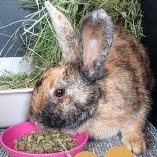 Wiley, ADOPTABLE, Young Female Bunny Rabbit.