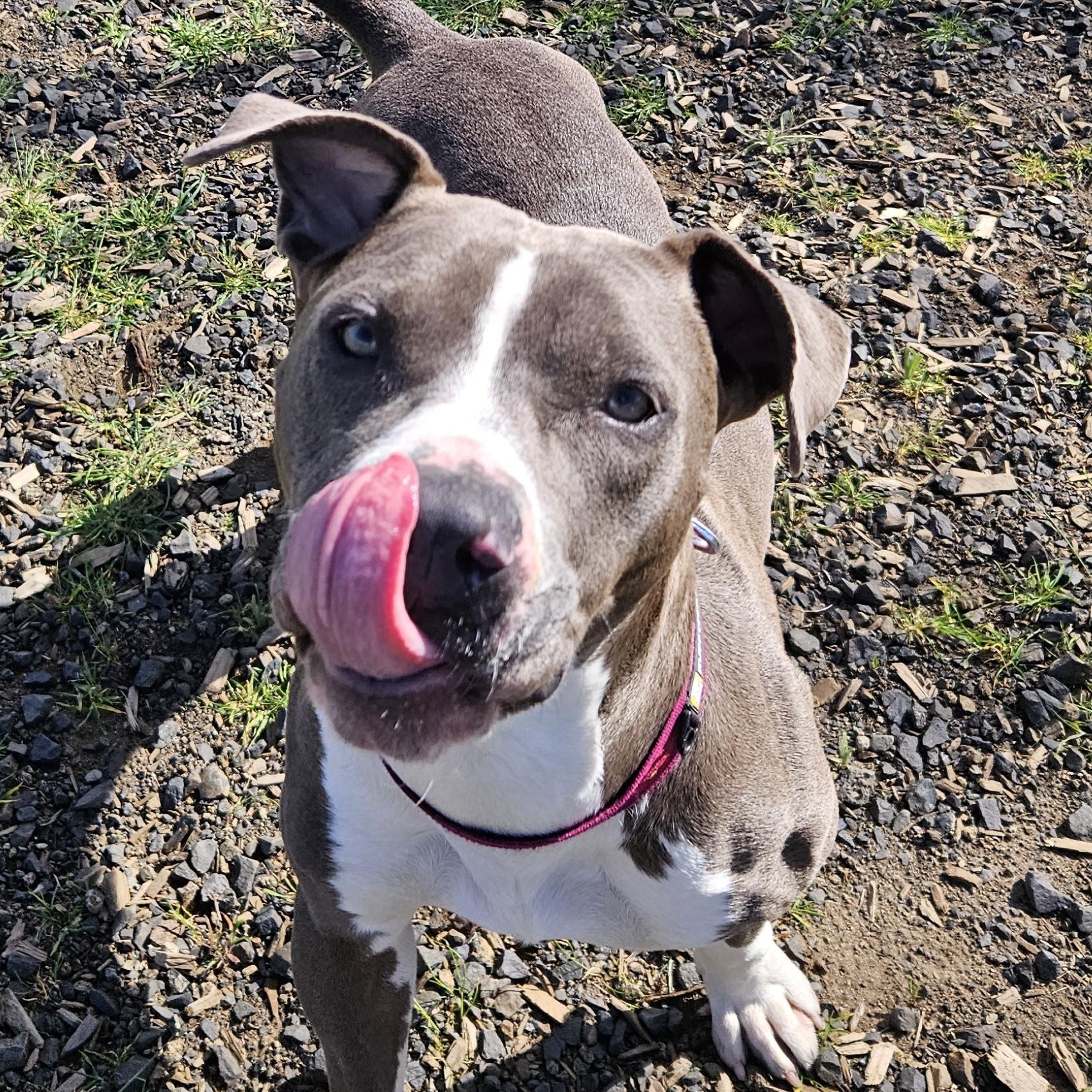 Enlarge Shelley, a ADOPTABLE mixed breed in The Dalles, OR image 6/6