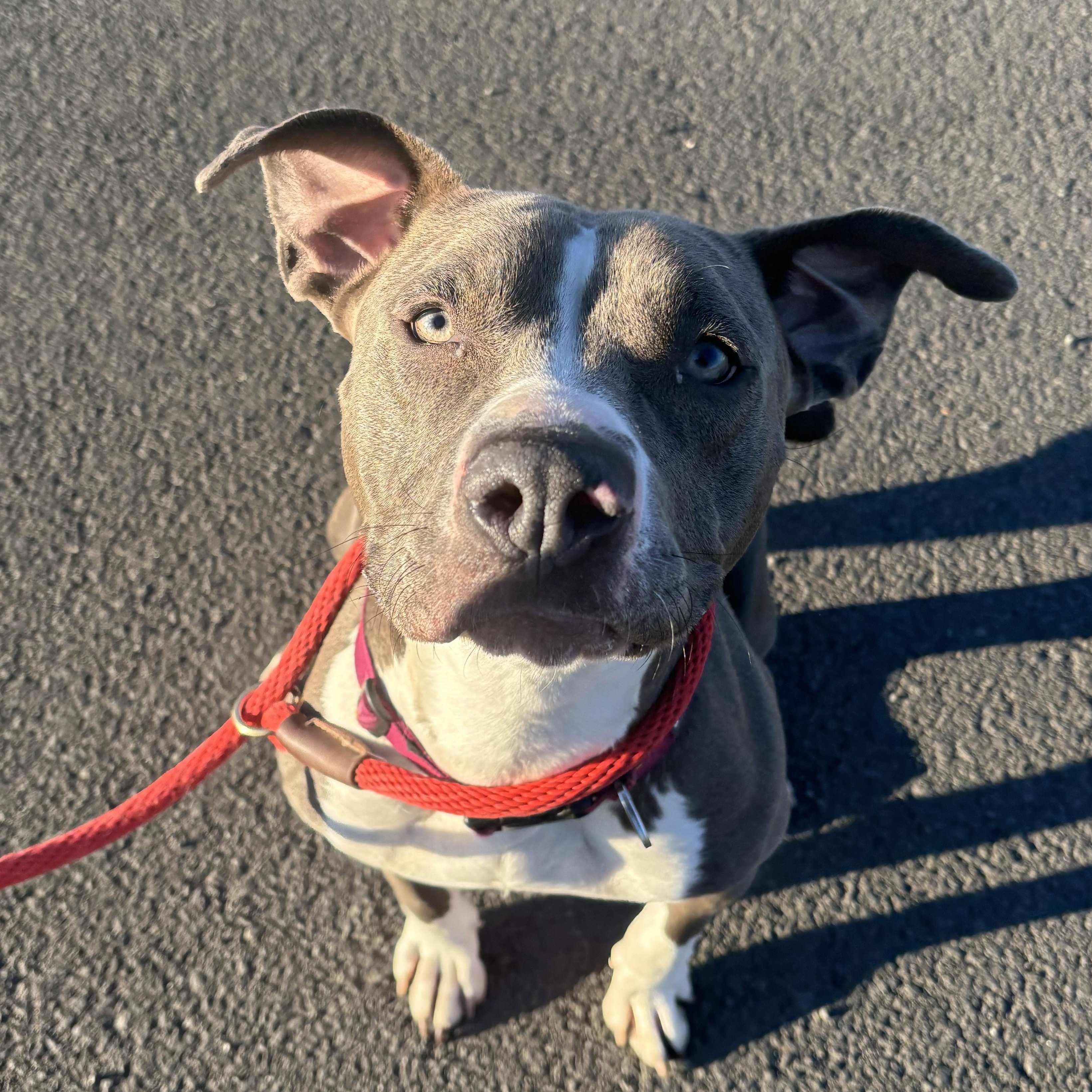 Enlarge Shelley, a ADOPTABLE mixed breed in The Dalles, OR image 1/6