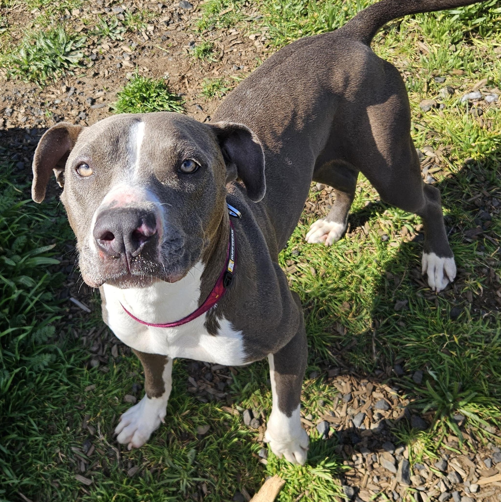 Enlarge Shelley, a ADOPTABLE mixed breed in The Dalles, OR image 2/6