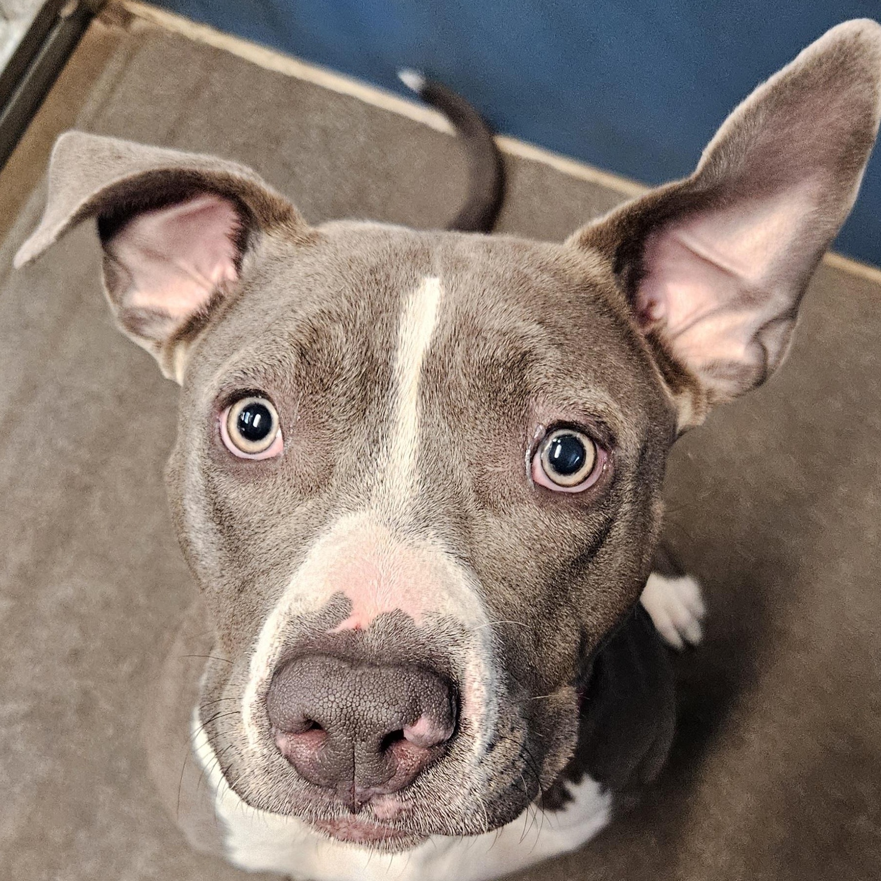 Shelley, ADOPTABLE, Adult Female Pit Bull Terrier.