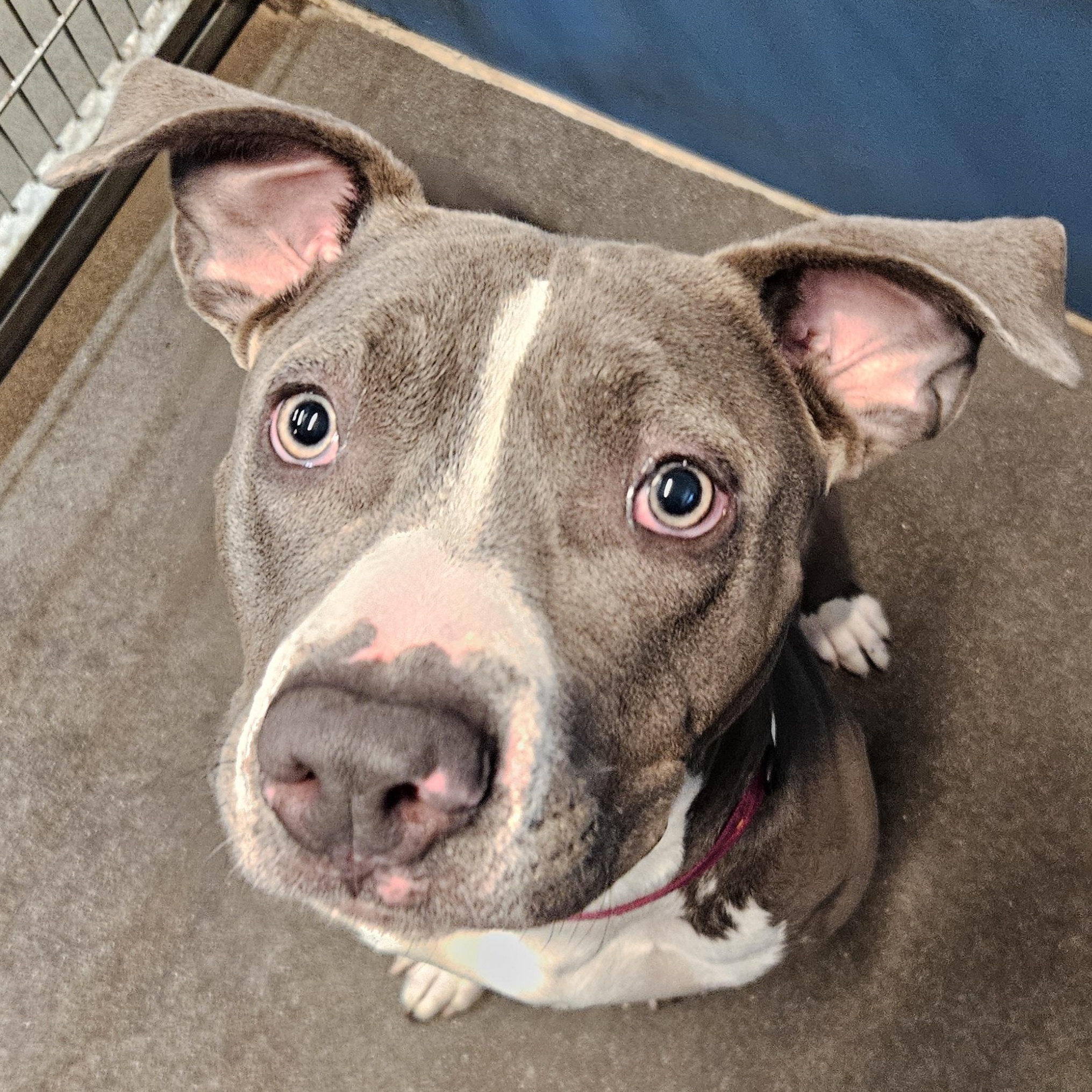 Enlarge Shelley, a ADOPTABLE mixed breed in The Dalles, OR image 3/3