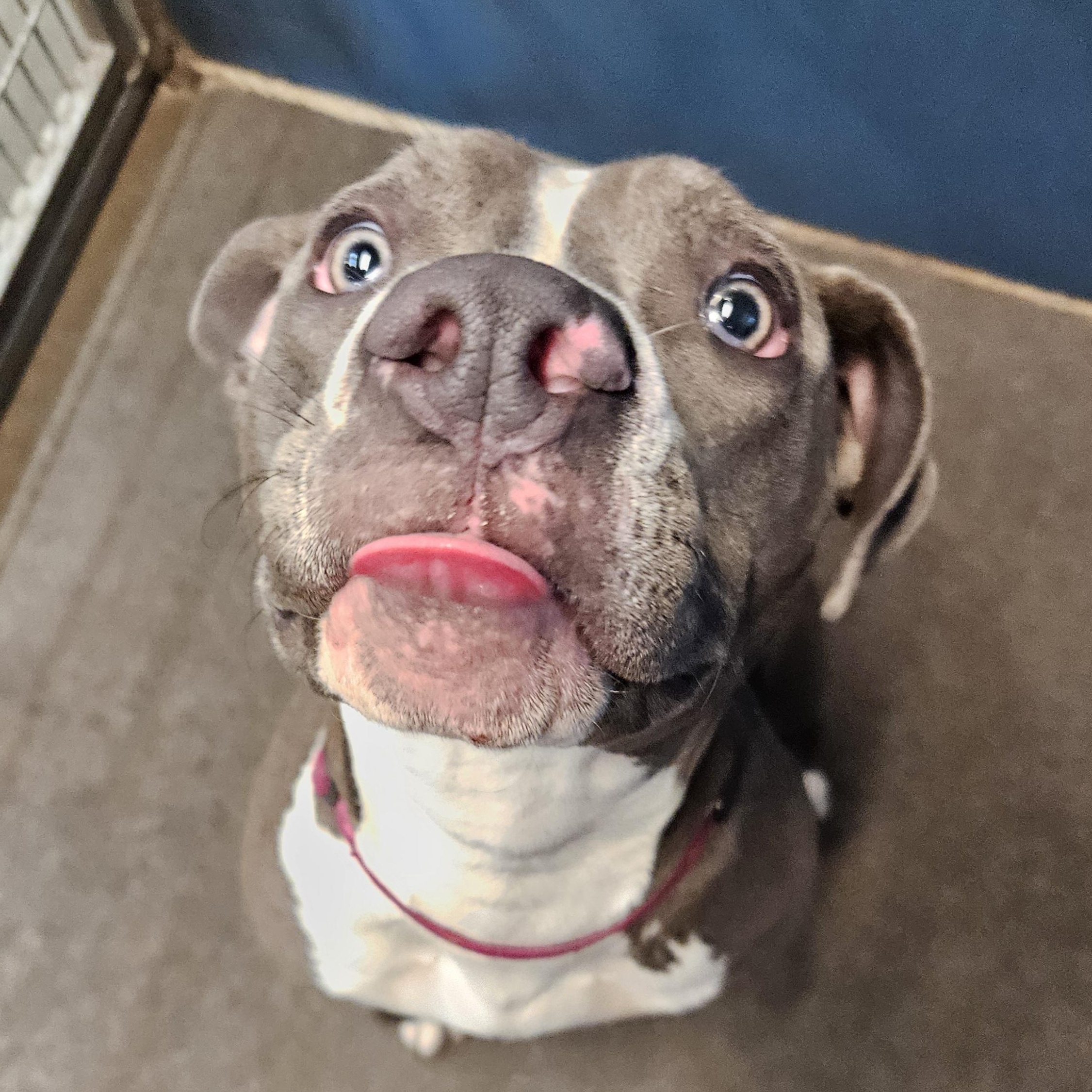 Enlarge Shelley, a ADOPTABLE mixed breed in The Dalles, OR image 2/3