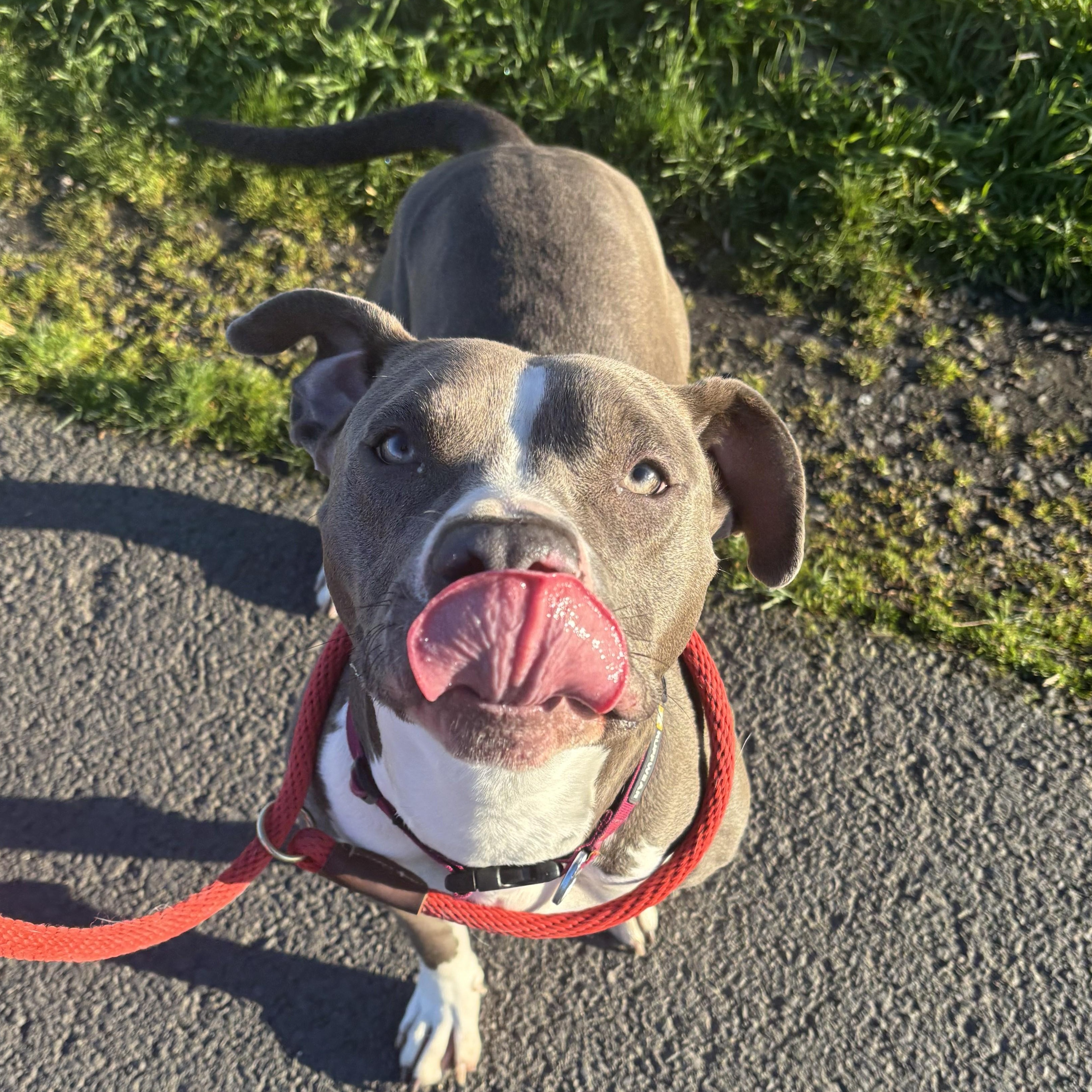 Enlarge Shelley, a ADOPTABLE mixed breed in The Dalles, OR image 5/6