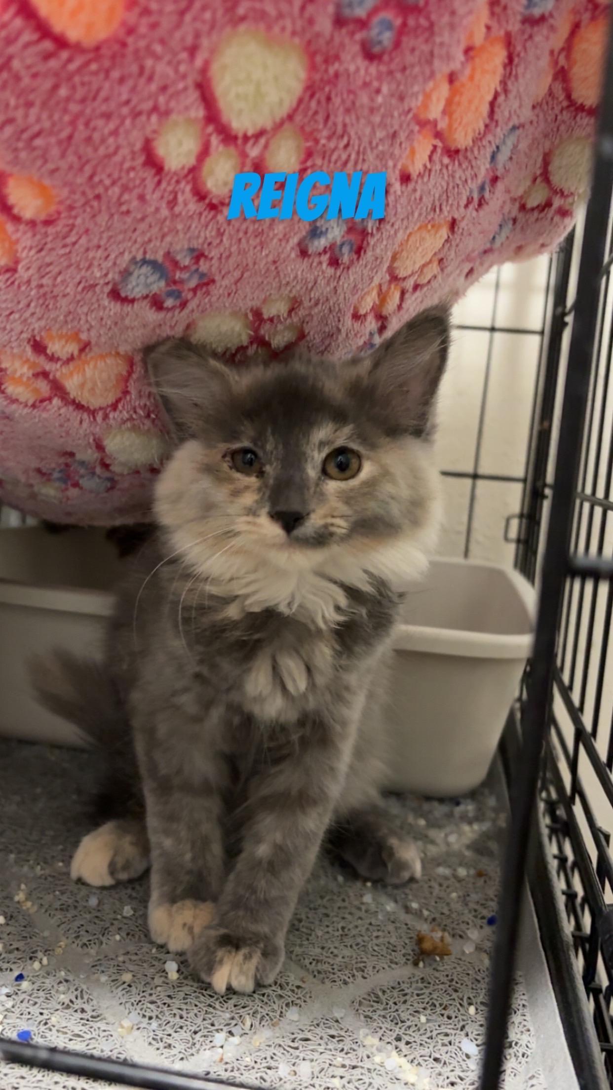 Enlarge Reigna, a Adopted mixed breed in Pocatello, ID image 1/1