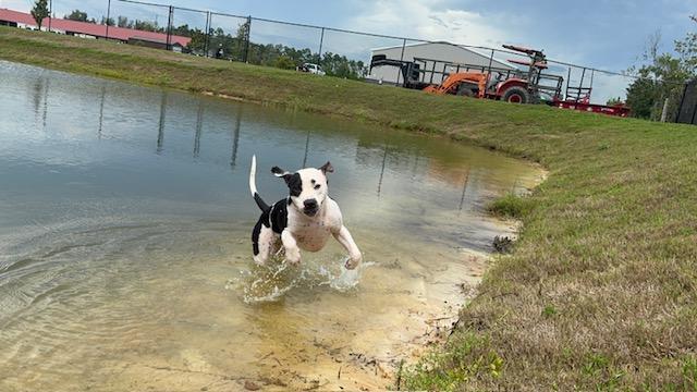 Enlarge ZORALYNN, a Adoptable mixed breed in Lynn Haven, FL image 3/5