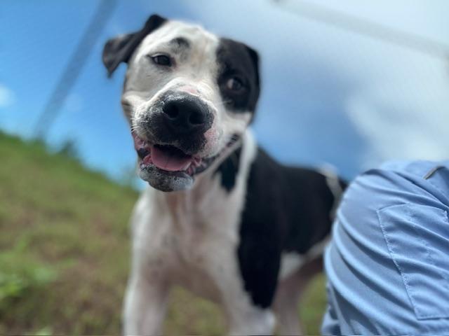 Enlarge ZORALYNN, a Adoptable mixed breed in Lynn Haven, FL image 2/5