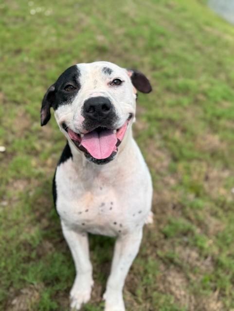 Enlarge ZORALYNN, a Adoptable mixed breed in Lynn Haven, FL image 1/5