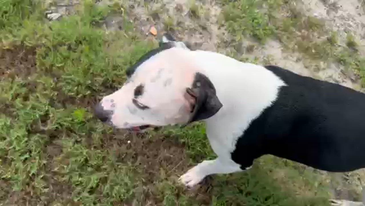 Enlarge ZORALYNN, a Adoptable mixed breed in Lynn Haven, FL video 4/5